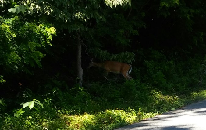 20160702_125053_hdr-1