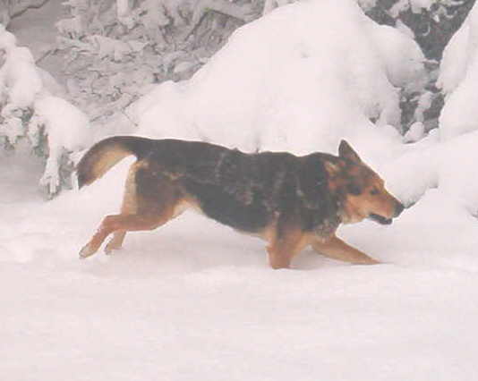 bandit-in-the-snow-3-2-09-14