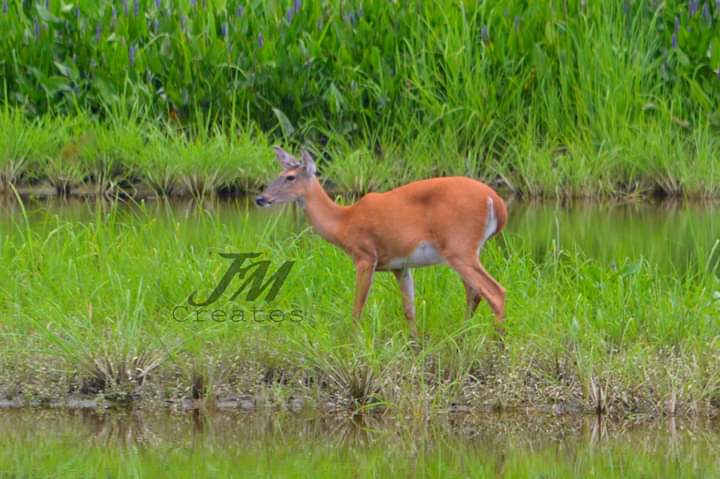 FB_IMG_1563041265344