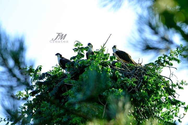 FB_IMG_1563041288017